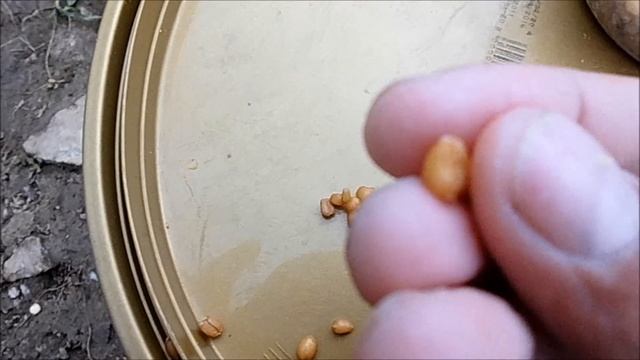 Ловля маховой удочкой на пшеницу. Делюсь опытом. Рыбалка в Самаре. Fishing rod float смотреть онлайн
