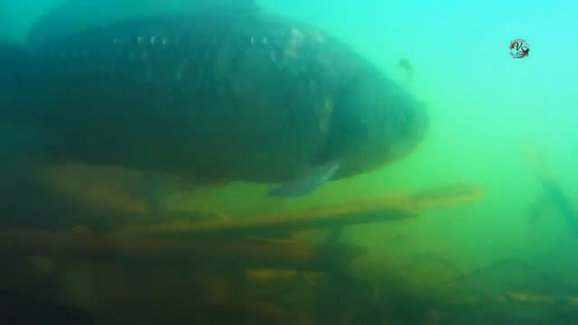 Нерест Карася. Рыбалка. Fishing Angeln La Pesca Câu Cá. Температура воды +15 гр.С