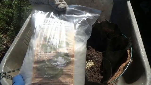 Когда и как высадить петунии в кашпо и горшки смотреть онлайн