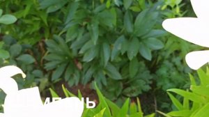 Топ-10 сортов лилий ЛА-ГИБРИДОВ.