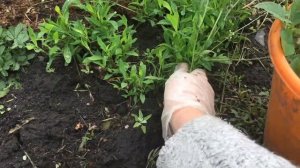 как использовать кальциевую селитру