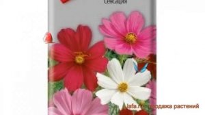 Космея обыкновенная Сенсация (sensatsiya) ? космея Сенсация обзор: как сажать семена космеи Сенсаци