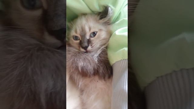 Смешной котик, раньше не видел людей так близко :- смотреть онлайн