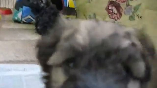 3 апреля щенки цветной болонки питомника "ЦВЕТ ХИБИН". смотреть онлайн