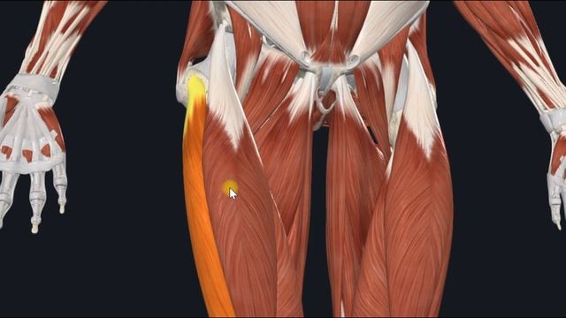 Четырехглавая мышца бедра (m. Quadriceps Femoris) 3 Анатомия