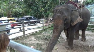 Слон ест кокос. Кормим слонов на Самуи
