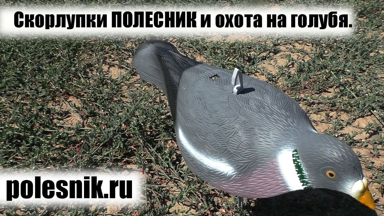 Скорлупки ПОЛЕСНИК и охота на вяхиря