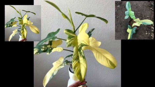 Philodendron bipennifolium/Philo violin