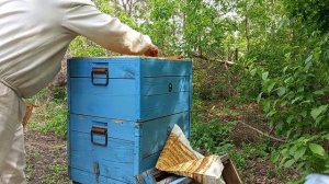 Установка 2 корпуса на улей Дадана