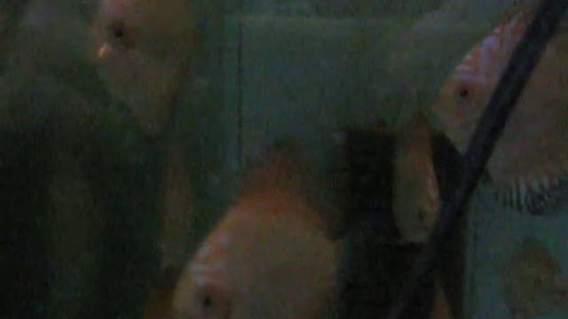 Discus Checkerboard Pigeon & Red Flying Fox смотреть онлайн