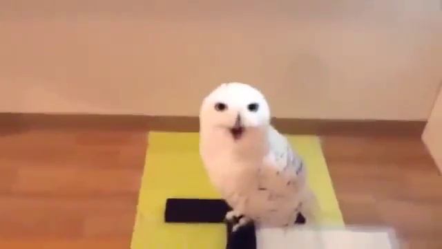 Шок сова сміється смотреть онлайн