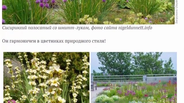Сисиринхий – редкий представитель Ирисовых для дач смотреть онлайн