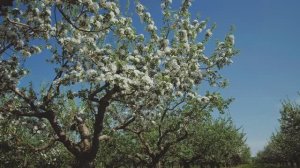 Цветущий Воронежский край, Воронежская область
