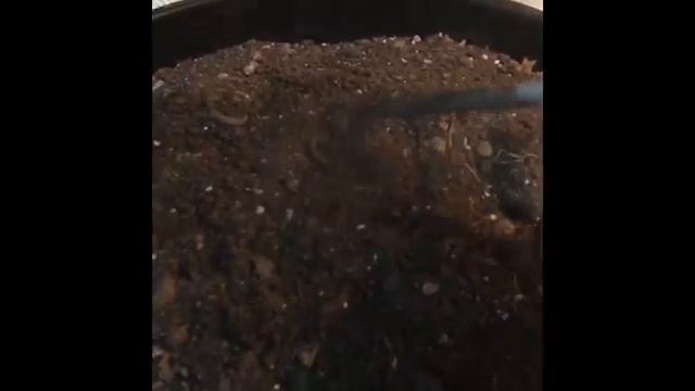 Береза из семечки ?? 1 часть смотреть онлайн