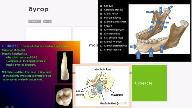 English for dentists (Английский для стоматологов) смотреть онлайн