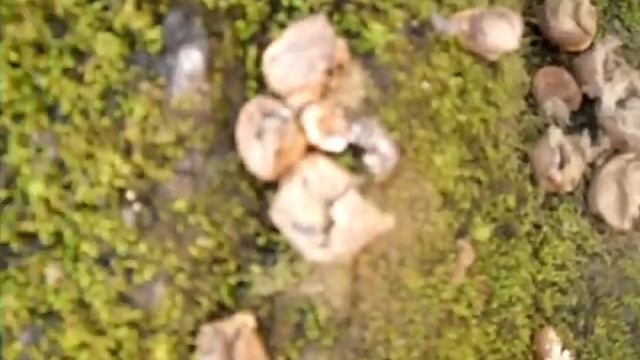 Fungus Spore Release смотреть онлайн