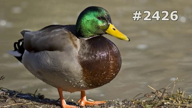 #2426. Утки (В мире животных)