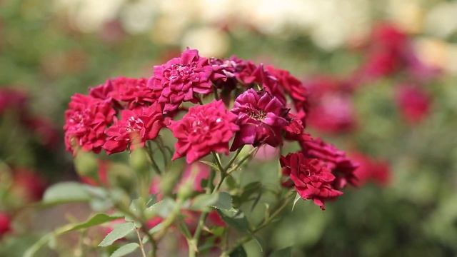 Ландшафтное совершенствование