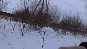 ЧЕМ КОРМИТЬ ЛОСЯ ЗИМОЙ?