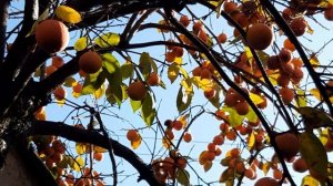 хурма сорта зенджи мару. урожай созрел.