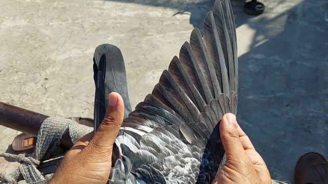 Thpay Kabootar Ki Nishani || Hashim Mahmood Pigeons смотреть онлайн