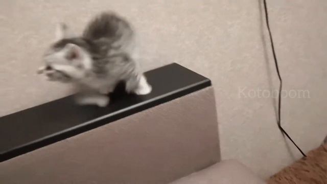 Забавный котенок отжигает. Смешные моменты из детства Боевой Кошки Ириски