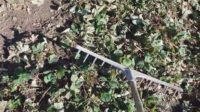 Подготовка клубники к цветению