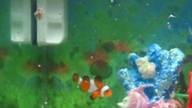 Hungry Nemo смотреть онлайн