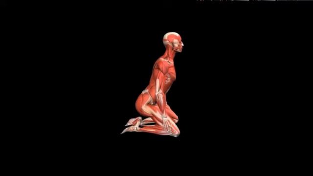 Подъемы туловища стоя на коленях Bodyweight squat Kneeling смотреть онлайн
