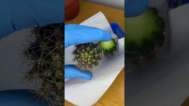 Переукореняем вытянутый кактус эхинопсис ? смотреть онлайн