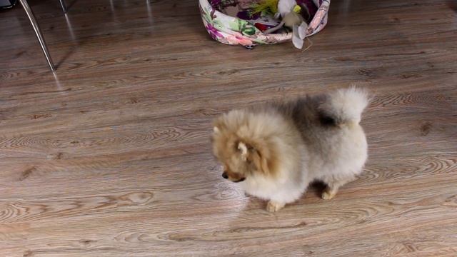 Дрессировка щенка шпица. Учим померанского шпица команде ЛЕЖАТЬ. Собаке 15 недель. смотреть онлайн