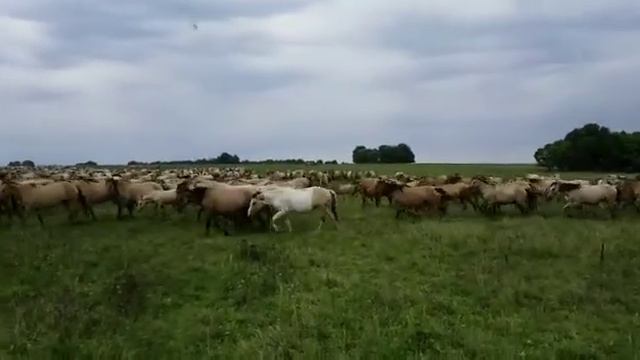 Башкирские лошади Хасана Идиятуллина смотреть онлайн