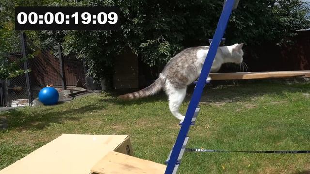 ЧЕЛЛЕНДЖ для КОТОВ! КТО ПЕРВЫЙ ПРОЙДЕТ ДЕВОЧКИ ИЛИ МАЛЬЧИКИ? ШКОЛА КОТОВ НОВЫЙ УРОК смотреть онлайн