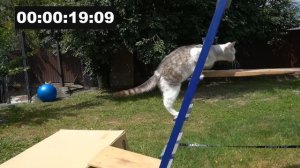 ЧЕЛЛЕНДЖ для КОТОВ! КТО ПЕРВЫЙ ПРОЙДЕТ ДЕВОЧКИ ИЛИ МАЛЬЧИКИ? ШКОЛА КОТОВ НОВЫЙ УРОК