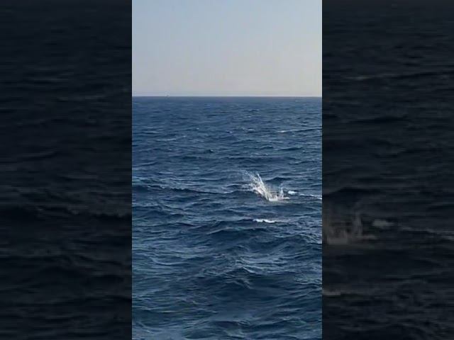 Детёныш смотреть онлайн