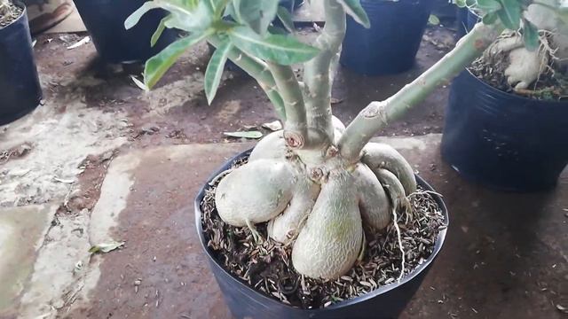 Đã bán 💝 9/10/2019 sứ ghép 2 màu Minh Thy 12, Kim Lân hl 0914.408.467 смотреть онлайн