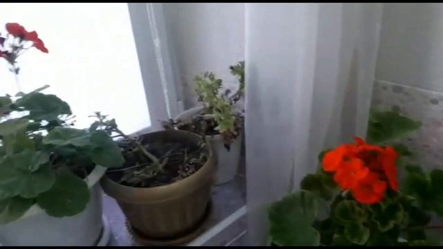#моицветы пересаживаю цветы #эустома #пиларгония смотреть онлайн