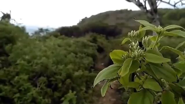 Geger beach смотреть онлайн