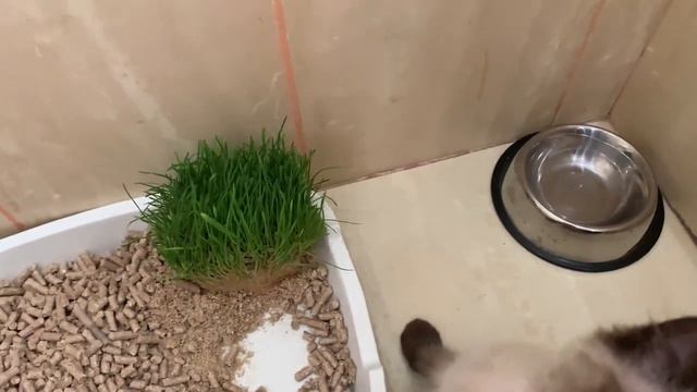 ✅КОРМ ДЛЯ ЖИВОТНЫХ//СКОЛЬКО ОБХОДИТЬСЯ СОБАКА//СЛОМАЛСЯ ПЫЛЕСОС//ЗАКУПКА ПРОДУКТОВ/ВКУСНЯШКА ИЗ АТБ смотреть онлайн