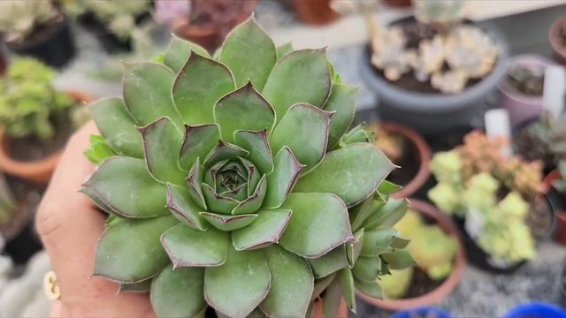 Sempervivum um gênero de suculentas, três espécies de fácil cultivo, dicas para iniciantes смотреть онлайн