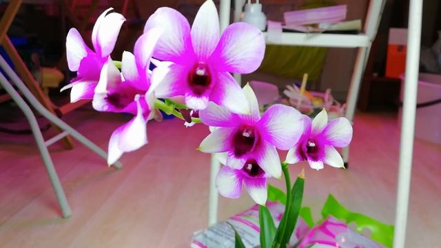 Орхидеи. Дендробиум Фаленопсис зацвел после долгого лечения. смотреть онлайн