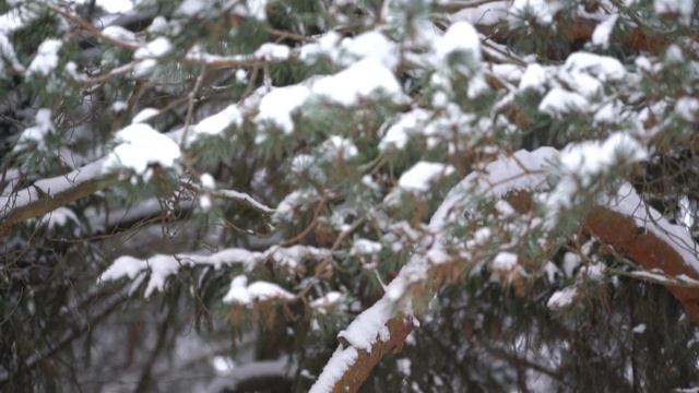 Пение лесных птиц зимой смотреть онлайн