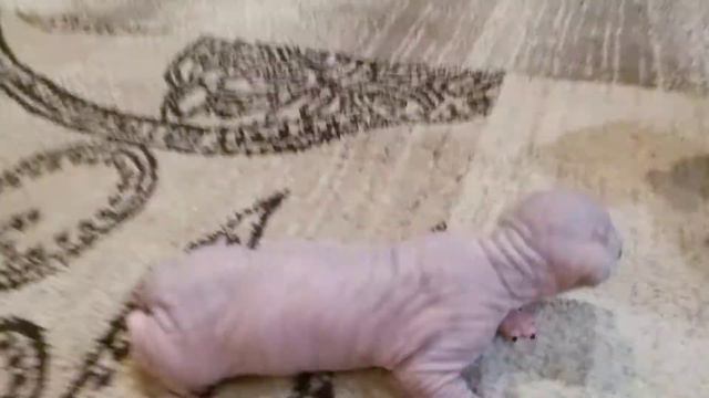Котятам 9 дней. Отняли кота у мамки. Малыш растёт по часам! сфинксы обзор. смотреть онлайн