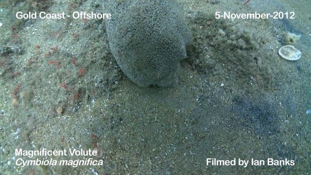 Magnificent Volute (Cymbiola magnifica) laying its egg mass off the Gold Coast смотреть онлайн