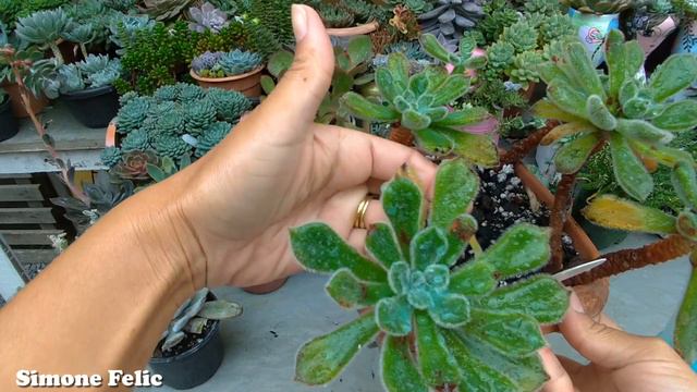 COMO ACABAR DE FORMA EFICAZ COM OS ÁCAROS |SIMONE FELIC смотреть онлайн