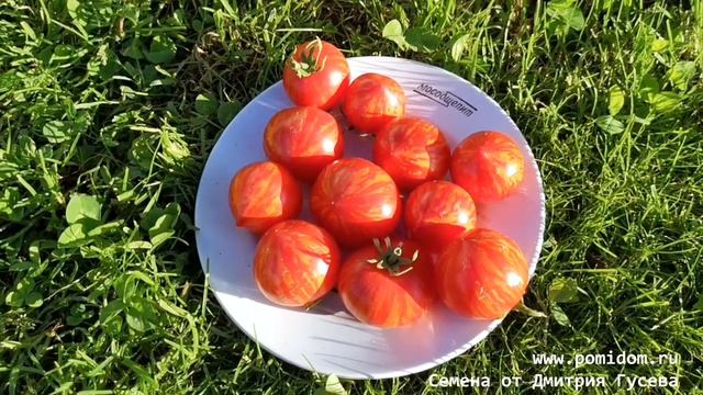 ?Пестролистные Помидоры Гендальф — Gandolf Variegated Tomato Супер-новинка 2021 ? смотреть онлайн