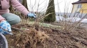 2 способа размножить гортензию древовидную | Из 1 куста делаем 5 гортензий древовидных