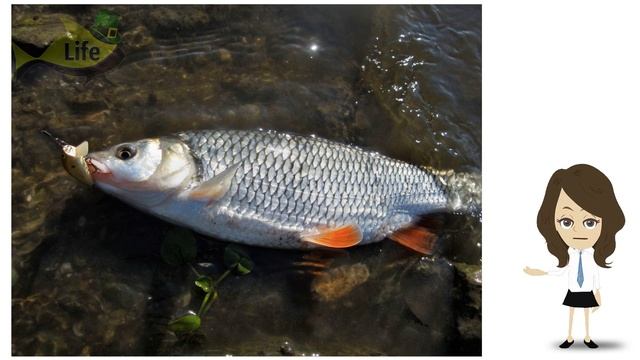 Секреты ловли язя в марте! Как на что и где ловить язя в марте? смотреть онлайн