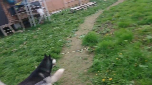 Эталонное исполнение 