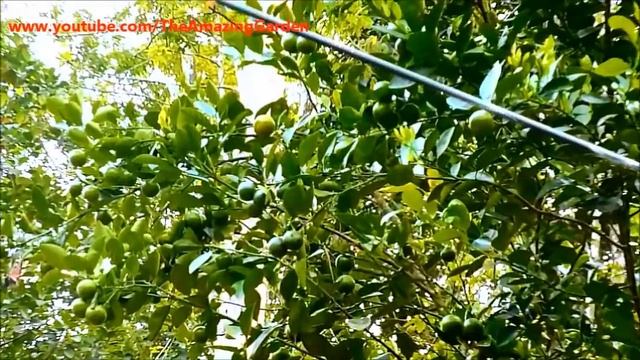 The Calamondin or Calamansi Fruit Tree --- Citrofortunella microcarpa смотреть онлайн